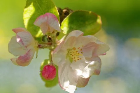 Flowers of apple tree Foto stock