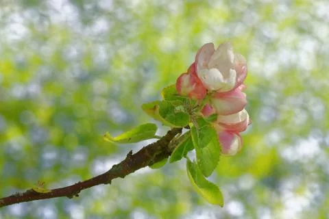 Flowers of apple tree Stock-Fotos