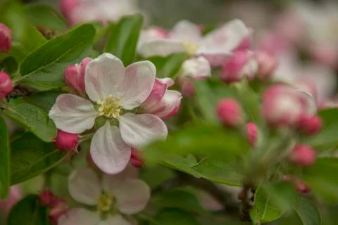 The flowers on the Apple tree Stock Photos