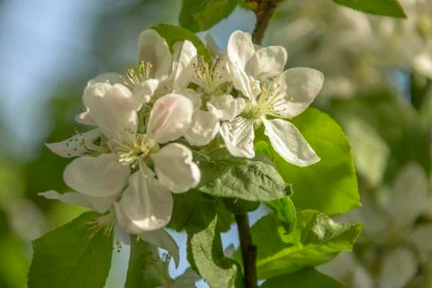 The flowers on the Apple tree Stock Photos