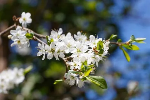 Flowers of apple tree Stock Photos