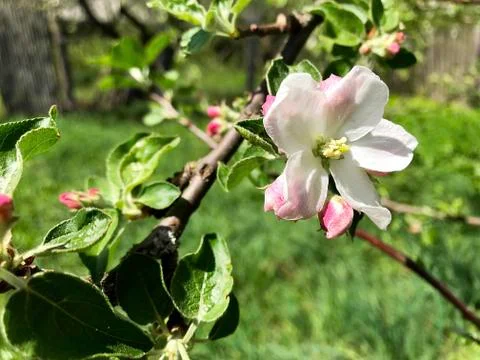 Flowers of the apple tree. Stock Photos