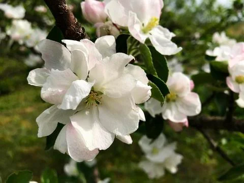 Flowers of the apple tree. Stock Photos
