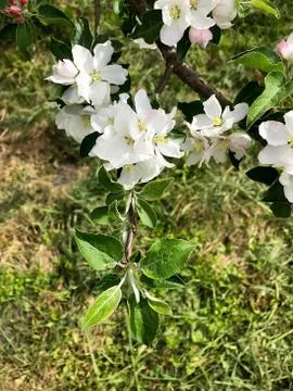 Flowers of the apple tree. Stock Photos