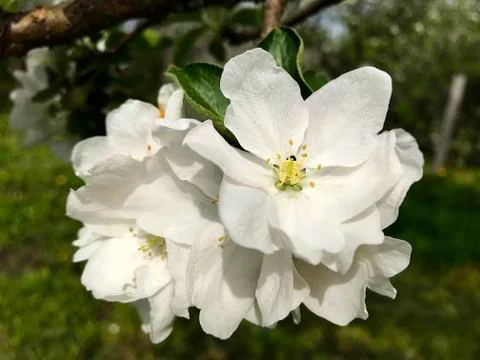 Flowers of the apple tree. Stock Photos