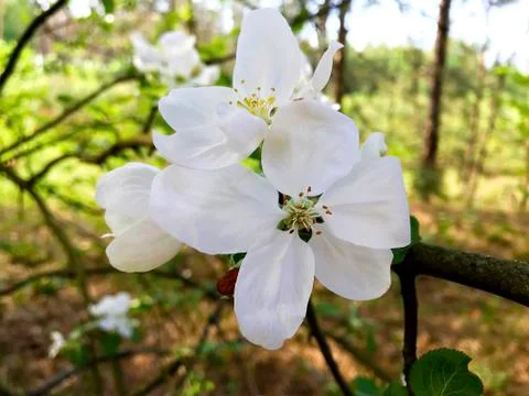 Flowers of the apple tree. Stock Photos