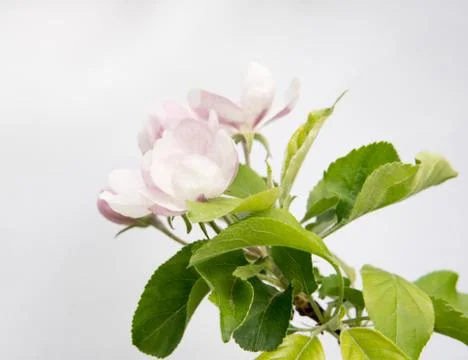 Flowers of apple tree Foto stock