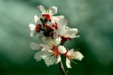 Flowers of apple tree Stock Photos