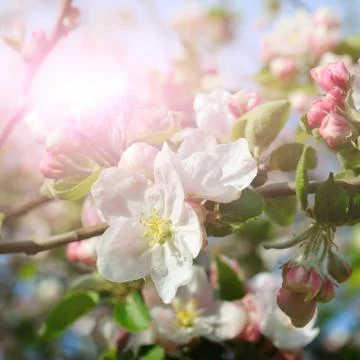 Flowers of an apple tree in the rays of a bright sun. Shallow depth of field. 스톡 사진