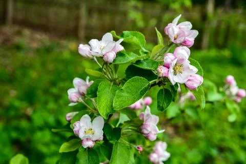 Flowers of apple tree in the rays of a bright sun. Apple tree is blooming i.. Stock Photos