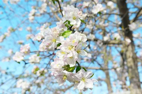 Flowers of an apple tree. Shallow depth of field. Fotos Stock