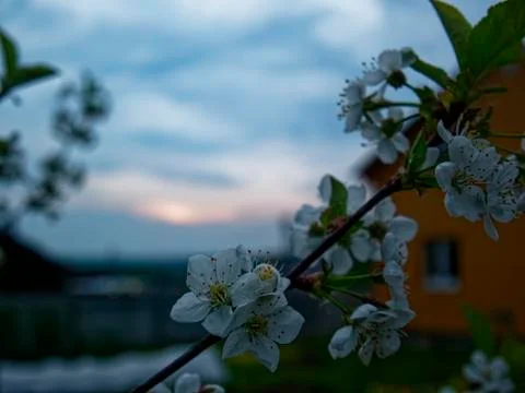 Flowers on Apple tree in spring evening Stock Photos