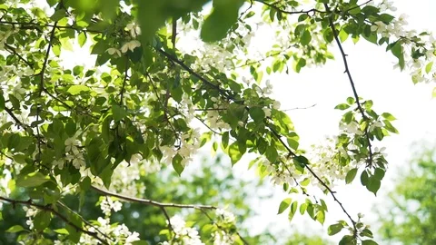Flowers on the Apple Tree in Spring Stock Footage 111237259