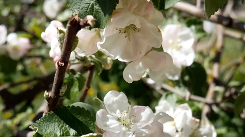 Flowers of the apple tree. Spring. Nice weather. Stock Footage 87074281