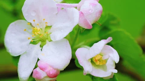 Flowers of apple trees Stock Footage 51636286