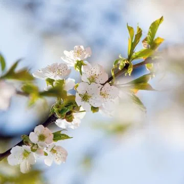 Flowers to apple trees Stock Photos