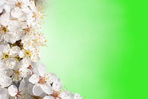 Flowers of apple trees Stock Photos