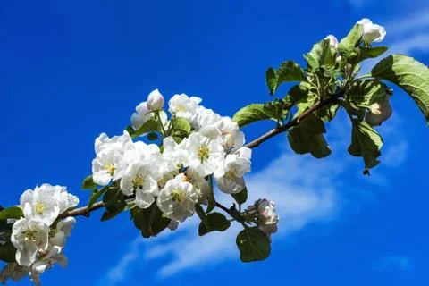 Flowers of apple trees. Stock Photos