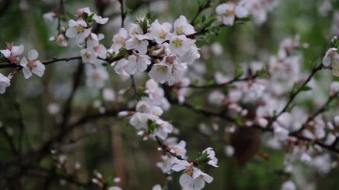 Flowers apples on a blurry background. Stock Footage 195631731