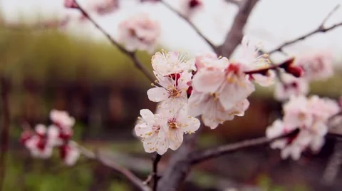 Flowers apricot droplets Stock Footage 49907892