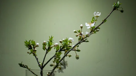 Flowers apricot Video stock 46296857