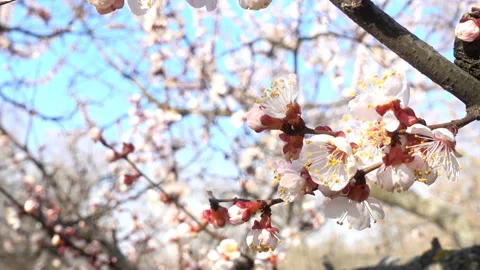 Flowers of apricot or cherry tree close-up in 4K Vídeo Stock 127711542