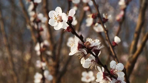 Flowers on Apricot tree 動画素材 127400376