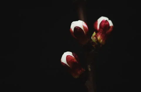 Flowers of apricot, which bloom Stock Footage 50375566