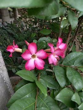 Flowers are blooming Stock Photos