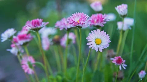 The flowers are closing. Timelapse Stock Footage 76260911