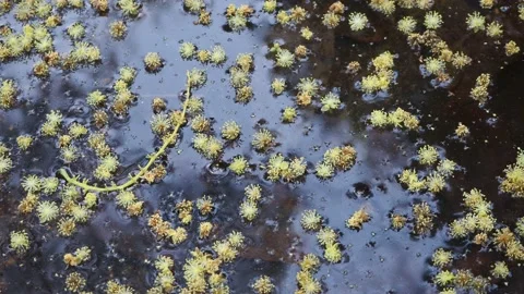 The flowers are floating on the water's surface Stock Footage 149554988