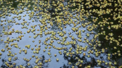 The flowers are floating on the water's surface Stock Footage 149555109