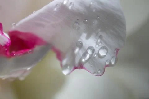 Flowers are macro Stock Photos