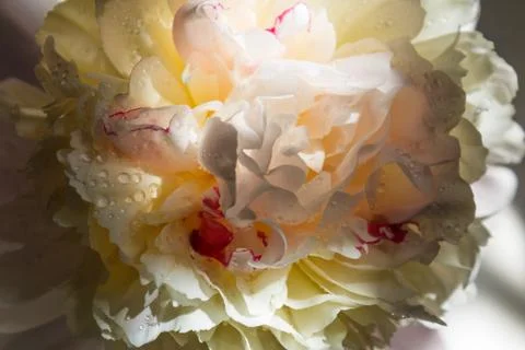 Flowers are macro Stock Photos