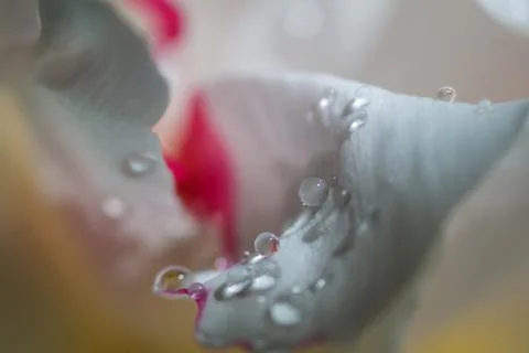 Flowers are macro Stock Photos
