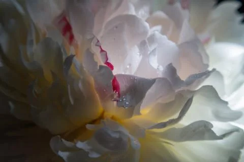 Flowers are macro Stock Photos