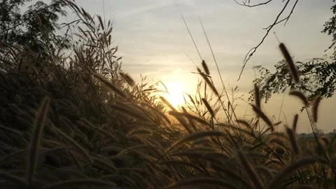 The flowers are moving, the wind blows the grass on the meadow and the sun .. Stock Footage 295359783