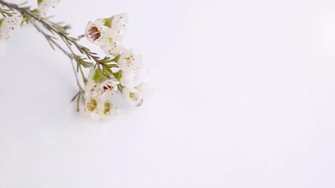 The flowers are small white wax Bloomer flowers on a white background. Stock Footage 148070470