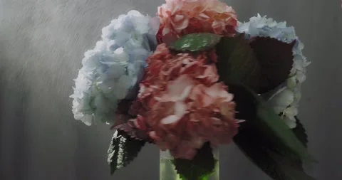 Flowers are sprayed from a spray bottle. 8th march. 스톡 동영상 170850621