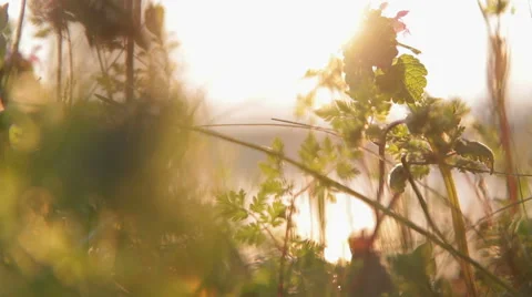 Flowers Are In The Sun Stock Footage 44272596