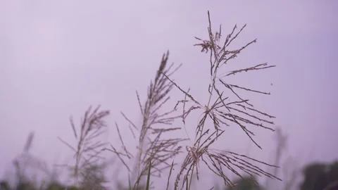 The flowers are swaying in the wind Stock Footage 249837613