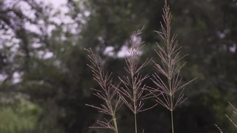 The flowers are swaying in the wind Stock Footage 249837684