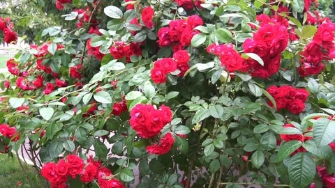 The flowers are wild roses growing in the form of an arch Stock Footage 77204802