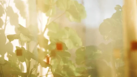 Flowers are on the windowsill. The view through the tulle Stock Footage 129525558