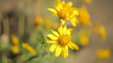 Flowers in argentinian desert Видео 10989818