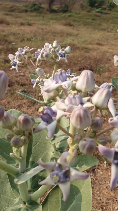 Flowers in an arid garden Stock Footage 254362925
