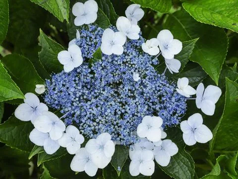 Flowers arising from hydrangea Foto stock
