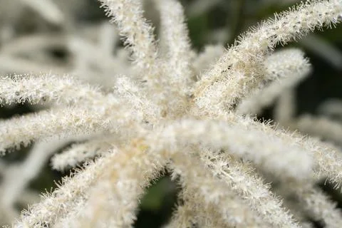 Flowers of Aruncus dioicus in a garden Stock Photos