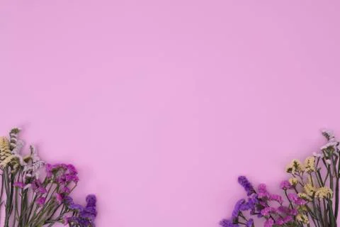 Flowers of assorted colors with an empty pink background Stock Photos
