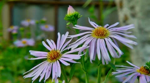 Flowers Aster Amellus Видео 11163903